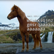 Imagen para el artículo titulado En Islandia han creado un teclado gigante para que los caballos puedan responder a tus correos